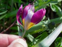 Tulipa humilis 'Persian Pearl' Eriksfältsgatan 24, Malmö, Skåne, Sweden 20210422_0006