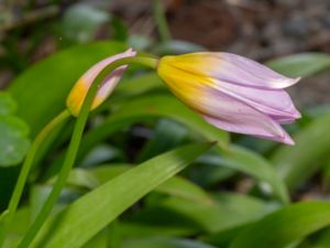 Tulipa saxatilis - Cretean Tulip - Kretatulpan