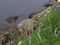 Tulipa sylvestris Gamla begravningsplatsen, Malmö, Skåne, Sweden 20160416_0003