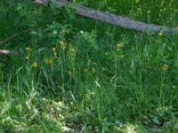 Tulipa sylvestris Kummeln, Lyckeby, Karlskrona, Blekinge, Sweden 20170525_0250