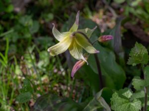 Erythronium californium x tuolumnense