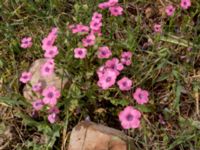 Linum pubescens Mount Gilboa, Israel 2013-03-31 348