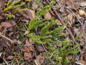 Diphasiastrum alpinum - Alpine Clubmoss - Fjällummer