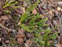 Diphasiastrum alpinum Nordkalottenleden, Kiruna, Torne lappmark, Lappland, Sweden 20150708_0859