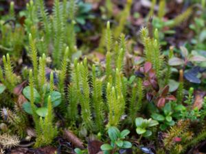 Huperzia selago - Fir Clubmoss - Lopplummer