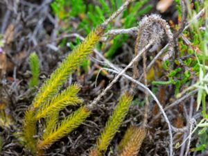 Lycopodiella inundata - Marsh Clubmoss - Strandlummer