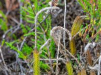 Lycopodiella inundata Skummeslövsstrand, Laholm, Halland, Sweden 20180718_0021