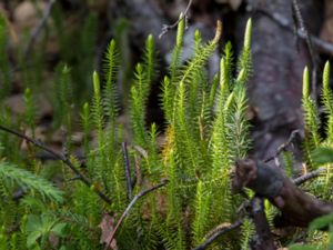 Lycopodium annotinum - Interrupted Clubmoss - Revlummer