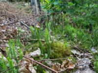 Lycopodium annotinum Havagyl, Bromölla, Skåne, Sweden 20130615-352