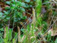 Lycopodium annotinum ssp. annotinum Havgårdsnäs, Hässleholm, Skåne, Sweden 20180826_0093