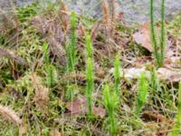 Lycopodium annotinum ssp. annotinum Krokatorpet, 350 m NV, Osby, Skåne, Sweden 20240702_0110