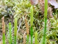 Lycopodium annotinum ssp. annotinum Krokatorpet, 350 m NV, Osby, Skåne, Sweden 20240702_0115