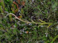 Lycopodiella calvatum ssp. clavatum Hedhusets reningsverk, Skummeslövsstrand, Laholm, Halland, Sweden 20190601_0056