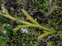 Lycopodiella calvatum ssp. clavatum Hedhusets reningsverk, Skummeslövsstrand, Laholm, Halland, Sweden 20190601_0057