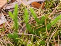 Lycopodium clavatum Krokatorpet, 350 m NV, Osby, Skåne, Sweden 20240702_0133