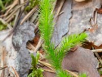 Lycopodium clavatum Krokatorpet, 350 m NV, Osby, Skåne, Sweden 20240702_0134