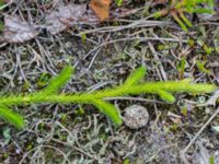 Lycopodium clavatum ssp. clavatum Sandhammaren, Ystad, Skåne, Sweden 20160727_0076