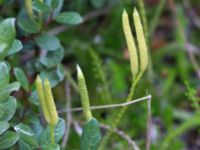 Lycopodium clavatum ssp. clavatum Sandhammaren, Ystad, Skåne, Sweden 20160727_0077