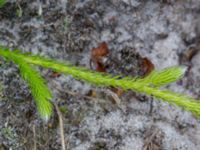 Lycopodium clavatum ssp. clavatum Sandhammaren, Ystad, Skåne, Sweden 20160727_0080