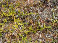 Lycopodium clavatum ssp. monostachyon Nordkalottenleden, Torne lappmark, Lappland, Sweden 20150709_0717