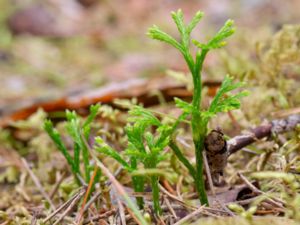 Lycopodium complanatum - Roundcedar - Plattlummer