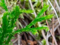 Lycopodium complanatum ssp. complanatum Korokatorpet 350 m NV, Osby, Skåne, Sweden 20240702_0126