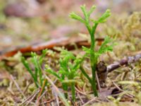 Lycopodium complanatum ssp. complanatum Korokatorpet 350 m NV, Osby, Skåne, Sweden 20240702_0128