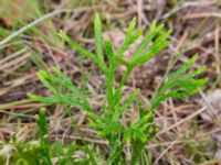 Lycopodium complanatum ssp. complanatum Korokatorpet 350 m NV, Osby, Skåne, Sweden 20240702_0132