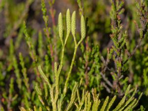 Lycopodium tristachyum - Blue Clubmoss - Cypresslummer