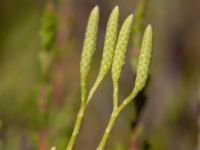 Lycopodium tristachyum Mästocka hed, Laholm, Halland, Sweden 20210622_0110