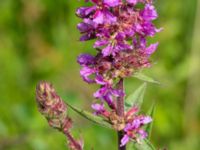 Lythrum salicaria Djungelparken, Bunkeflostrand, Malmö, Skåne, Sweden 20210711_0008