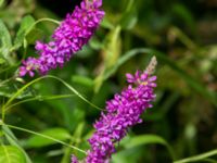 Lythrum salicaria Knösen, Falsterbohalvön, Vellinge, Skåne, Sweden 20160729_0137