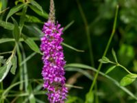 Lythrum salicaria Knösen, Falsterbohalvön, Vellinge, Skåne, Sweden 20160729_0138