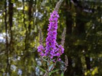 Lythrum salicaria Tivoliparken, Kristianstad, Skåne, Sweden 20170719_0314