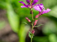 Lythrum sp. Tirups Örtagård, Staffanstorp, Skåne, Sweden 20220917_0053