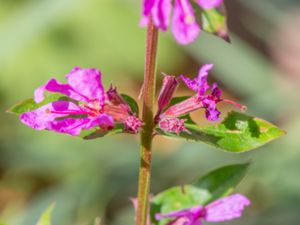 Lythrum virgatum - Wand Loosestrife - Smalt fackelblomster