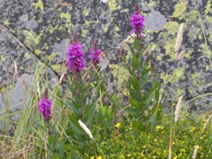 Lythrum salicaria - Purple-loosestrife - Fackelblomster