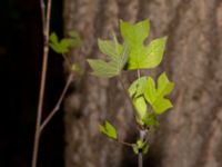 Liriodendron tulipifera Drottningtorp, V Ljungby, Kristianstad, Skåne, Sweden 20190501_0168