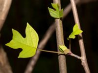 Liriodendron tulipifera Drottningtorp, V Ljungby, Kristianstad, Skåne, Sweden 20190501_0170