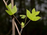 Liriodendron tulipifera Drottningtorp, V Ljungby, Kristianstad, Skåne, Sweden 20190501_0171