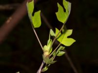 Liriodendron tulipifera Drottningtorp, V Ljungby, Kristianstad, Skåne, Sweden 20190501_0172