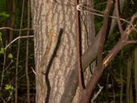 Liriodendron tulipifera Drottningtorp, V Ljungby, Kristianstad, Skåne, Sweden 20190501_0174