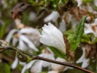 Magnolia stellata Värsjönäs, Örkelljunga, Skåne, Sweden 20210523_0004