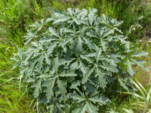 Abelmoschus esculentus - Okra - Okra