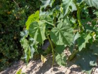 Abutilon theophrasti Oljesjön, Norra hamnen, Malmö, Skåne, Sweden 20190724_0037