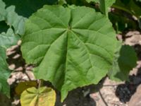 Abutilon theophrasti Oljesjön, Norra hamnen, Malmö, Skåne, Sweden 20190724_0039