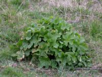 Alcea ficifolia Ribersborg, Malmö, Skåne, Sweden 20190413_0011