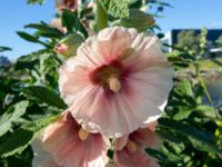 Alcea ficifolia Turbinenkanalen, Ribersborg, Malmö, Skåne, Sweden 20190622_0060