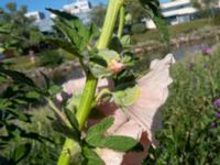 Alcea ficifolia Turbinenkanalen, Ribersborg, Malmö, Skåne, Sweden 20190622_0061