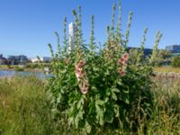 Alcea ficifolia Turbinenkanalen, Ribersborg, Malmö, Skåne, Sweden 20190622_0063